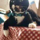 Lost Cat in K — Long lost cat :(