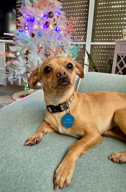 Lost Dog in Dallas, Texas — listing photo