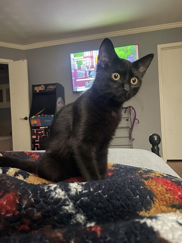Found Cat in Memphis, Tennessee — listing photo