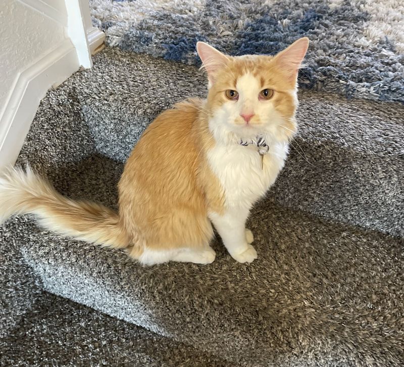 Lost Cat in Aurora, Colorado — listing photo