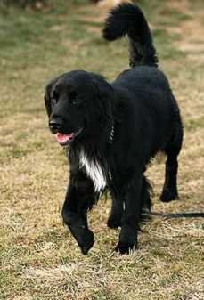 Lost Dog in TN 38344 — listing photo