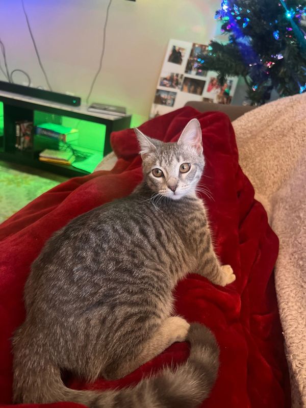 Lost Cat in Austin, Texas — listing photo