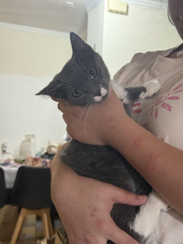 Lost Dog in New York, New York — Sharing my adoption experience with New York Meow Sanctuary in Flushing