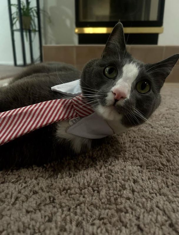 Lost Cat in Albuquerque, New Mexico — listing photo