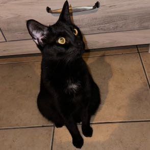 Lost Cat in Clayton — listing photo