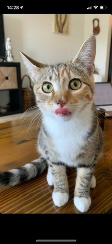 Lost Cat in Beaverton, Oregon — listing photo