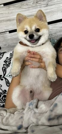 Lost Dog in Phoenix, Arizona — listing photo