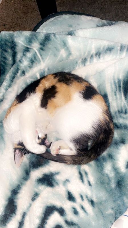 Lost Cat in Phoenix, Arizona — listing photo