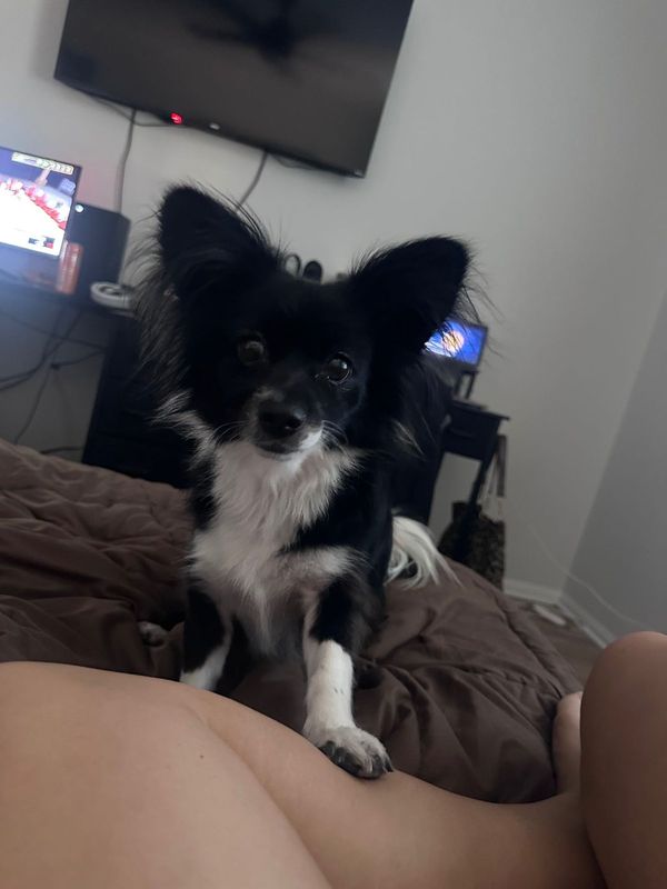 Lost Dog in Henderson, Nevada — listing photo
