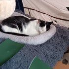 Lost Cat in Detroit, Michigan — listing photo