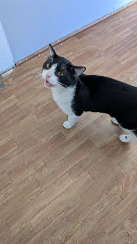 Lost Cat in Jacksonville, Florida — Anyone missing a cat around the Stockton/dellwood area?