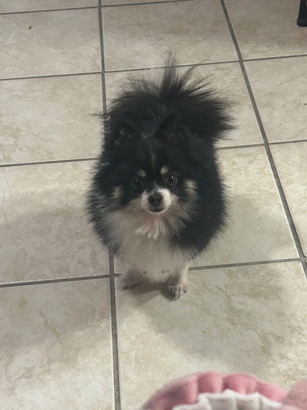 Lost Dog in Indio, California — listing photo