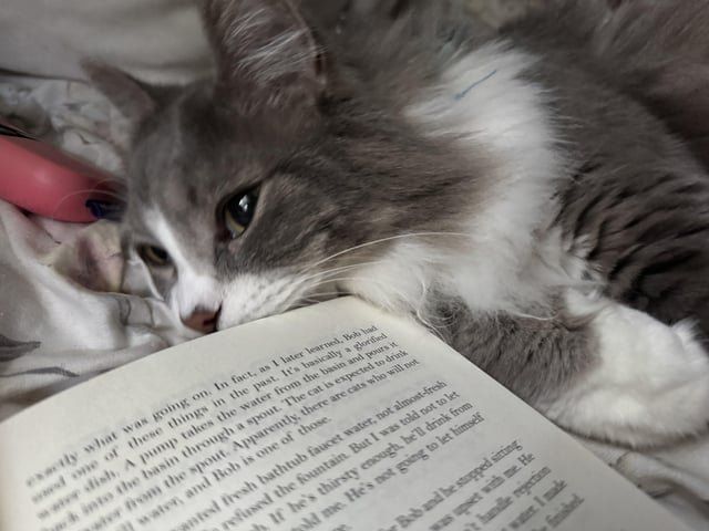 Lost Cat in Las Vegas, Nevada — Anywhere I can pet cats for free or low cost?