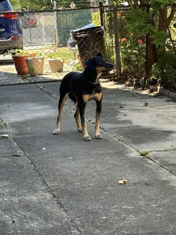 Lost Dog in Philadelphia, Pennsylvania — listing photo