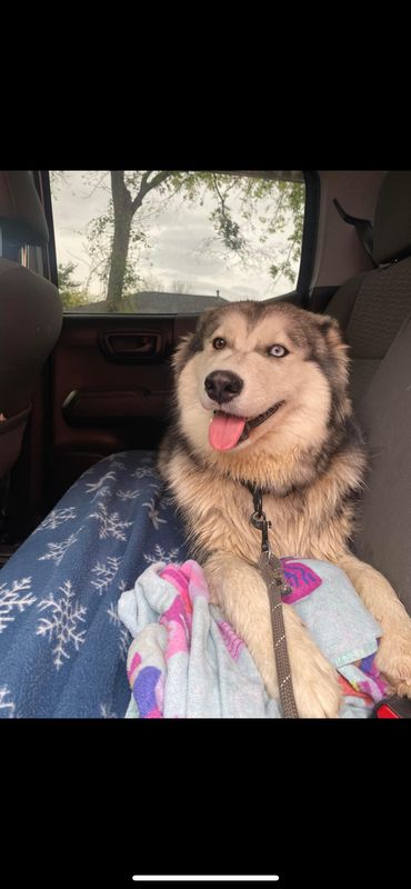 Lost Dog in Dallas, Texas — listing photo