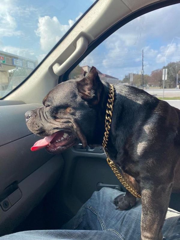 Lost Dog in Houston, Texas — listing photo