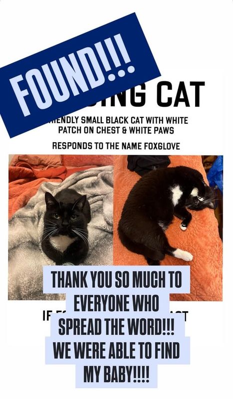 Lost Cat in Providence, Rhode Island — FOUND!!!! MISSING CAT UPDATE!!