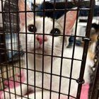 Found Cat in Philadelphia, Pennsylvania — Foster needed for sweet cat!