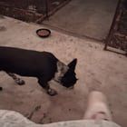 Lost Dog in Wichita, Kansas — listing photo