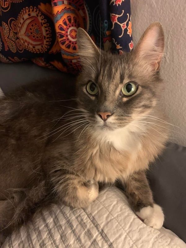 Lost Cat in Bell — listing photo