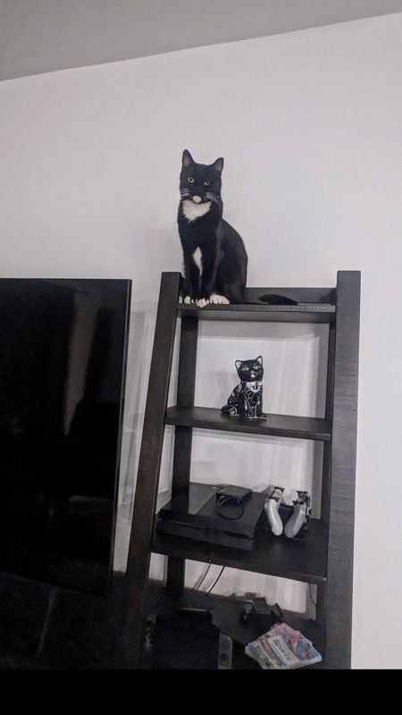 Lost Cat in San Tan Valley — listing photo