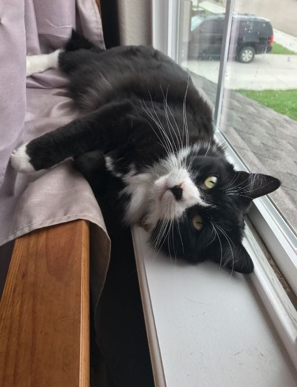 Lost Cat in Johnstown — listing photo