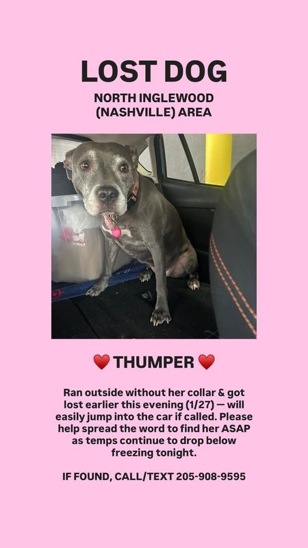 Lost Dog in Nashville, Tennessee — Urgent- Lost Dog in the Snow in North Inglewood (1/27)