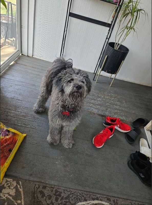 Lost Dog in Des Moines, Iowa — listing photo