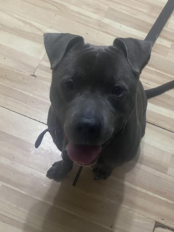 Found Dog in Jacksonville, Florida — Dog found on 1/5 in Wesconnett! Young grey pitbull with a collar, additional photos/videos…