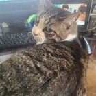 Lost Cat in Wichita, Kansas — listing photo