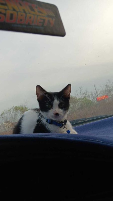 Lost Cat in Lake Wales — listing photo