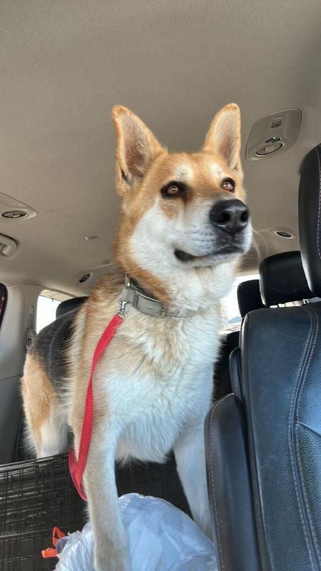 Found Dog in Oklahoma City, Oklahoma — listing photo