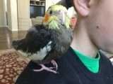 Lost Pet in Greenwood Village — listing photo