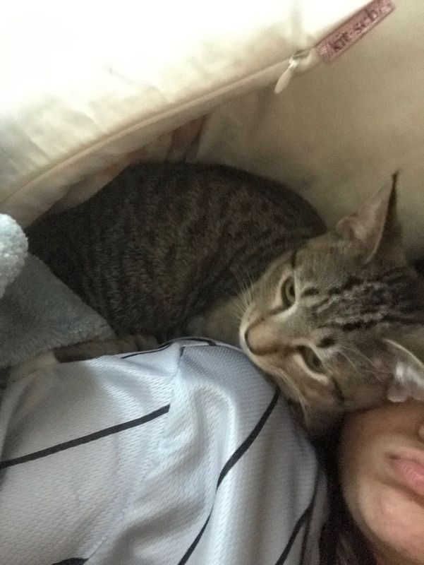 Lost Cat in Tallahassee, Florida — listing photo