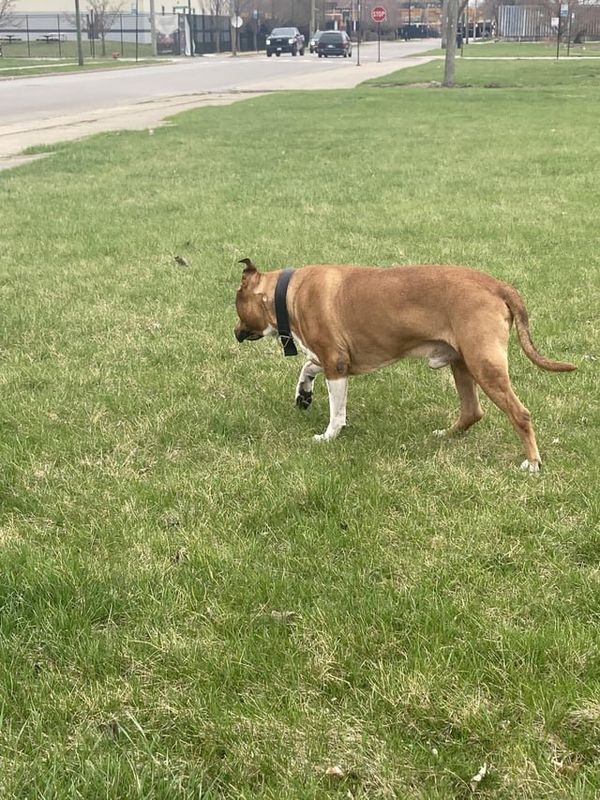 Lost Dog in Chicago, Illinois — listing photo