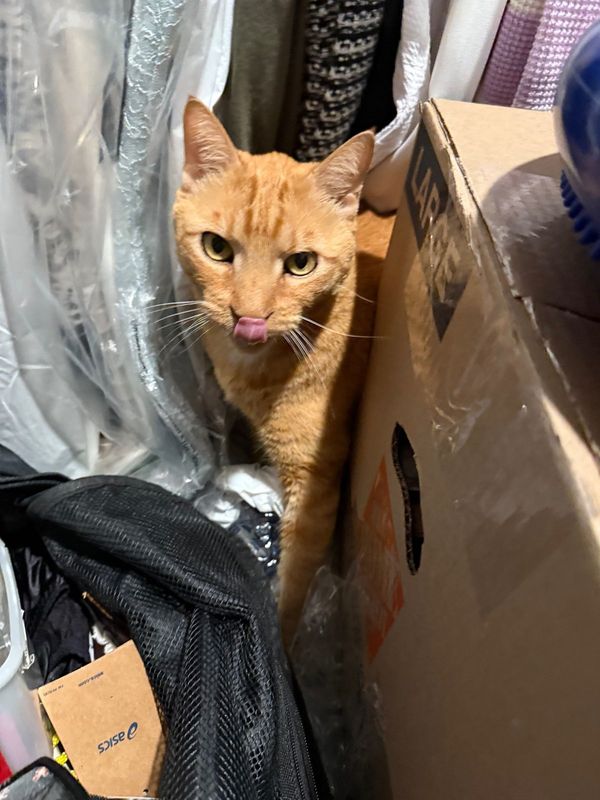 Lost Cat in Princeton — listing photo