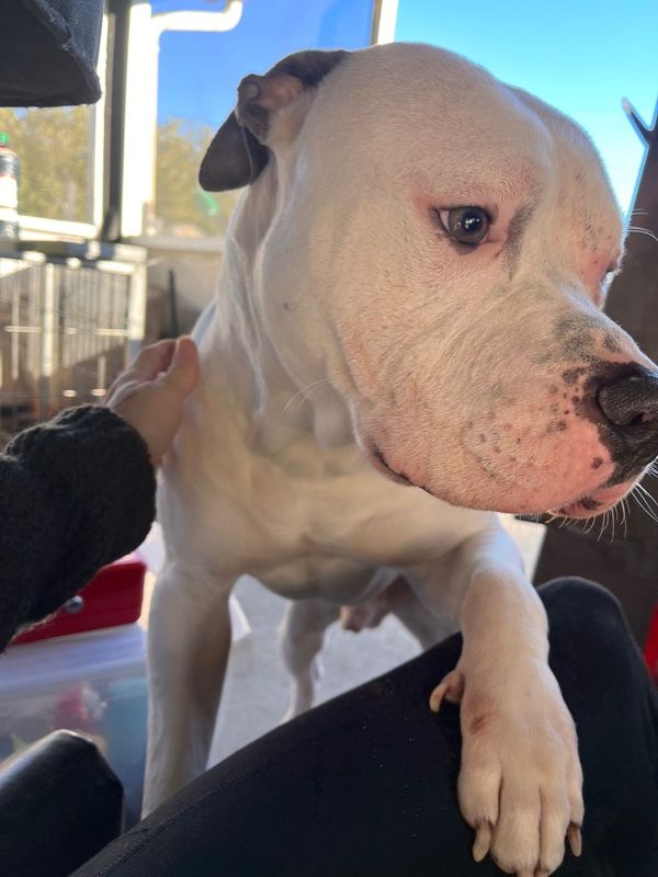Lost Dog in Wahneta — listing photo
