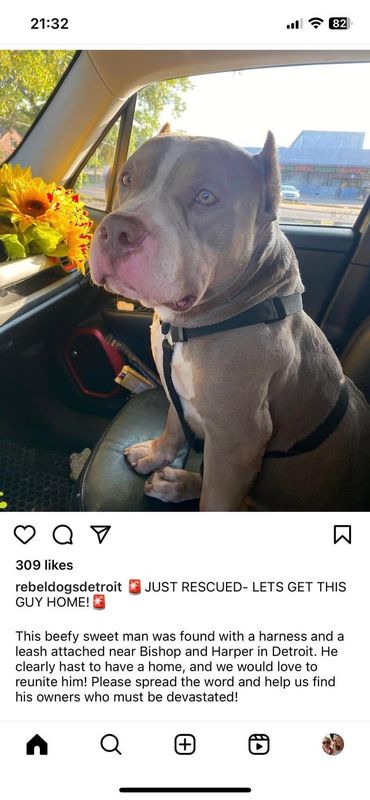 Lost Dog in Detroit, Michigan — listing photo