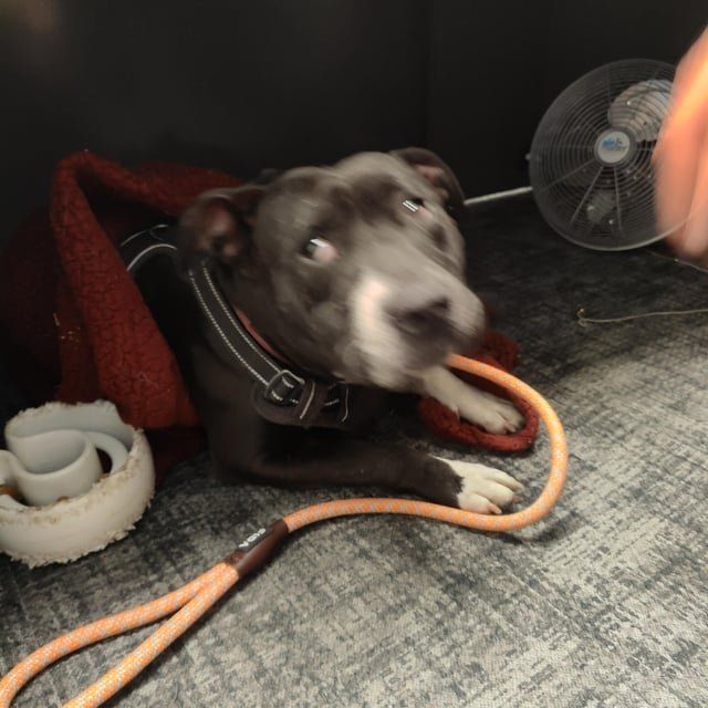 Lost Dog in Indianapolis, Indiana — listing photo