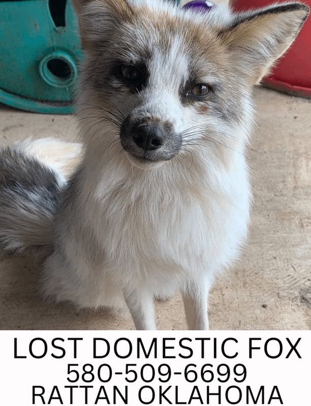 Lost Pet in oklahoma — listing photo