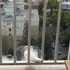 Lost Dog in Seattle, Washington — listing photo