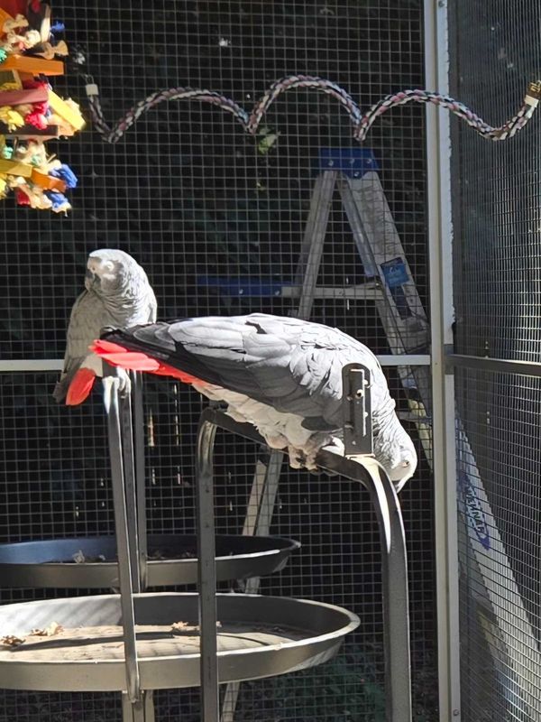 Lost Pet in Orangevale — listing photo