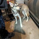 Found Dog in Anchorage, Alaska — listing photo