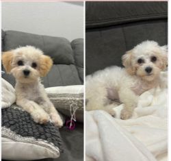 Lost Dog in Houston, Texas — listing photo