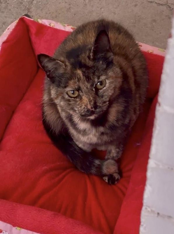 Lost Cat in Philadelphia, Pennsylvania — listing photo