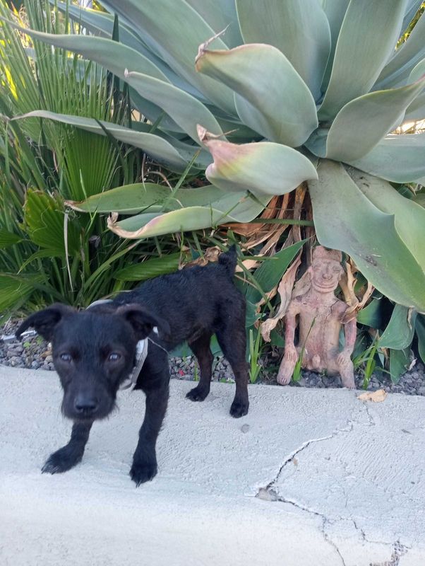 Lost Dog in San Diego, California — listing photo