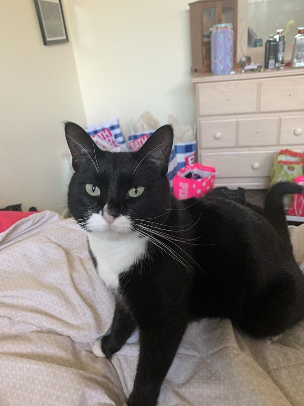Lost Cat in Denver, Colorado — listing photo