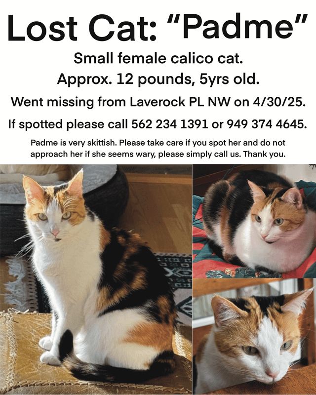 Lost Cat in Washington, District of Columbia — listing photo