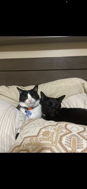 Lost Cat in Porter — listing photo