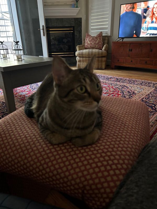 Lost Cat in Denver, Colorado — listing photo